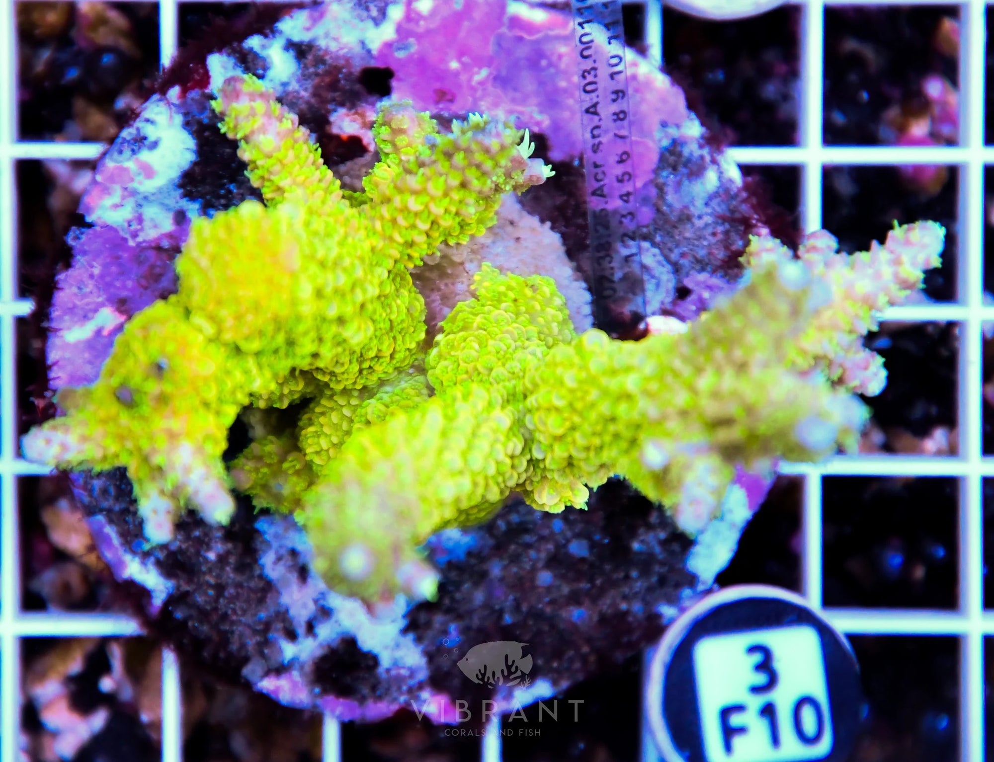 Acro INDO