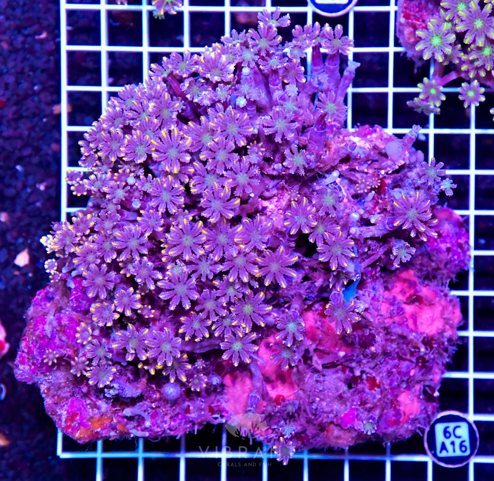 Clove Polyp INDO W