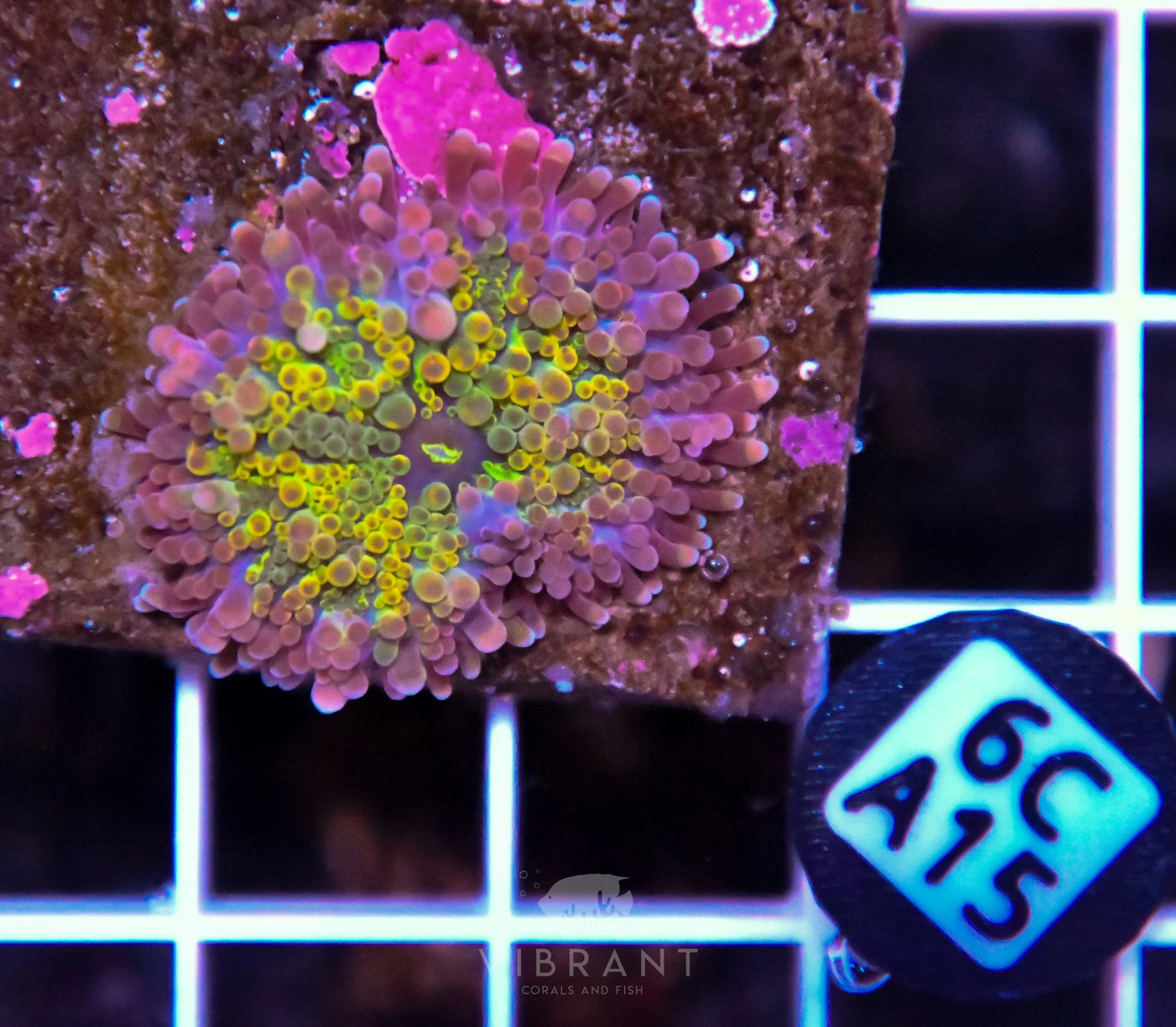 Mushroom INDO