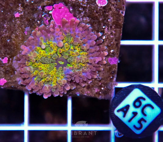 Mushroom INDO