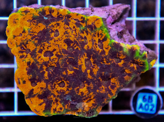 Acan Echinata INDO W