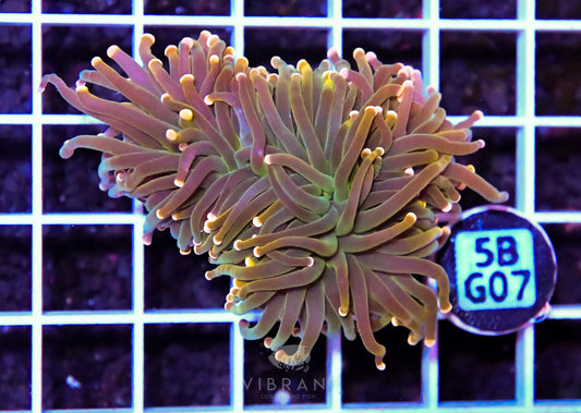 Frag Torch INDO W Fat Head