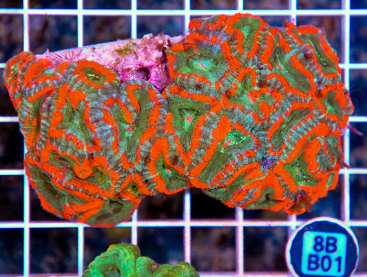 Micromussa WAUS