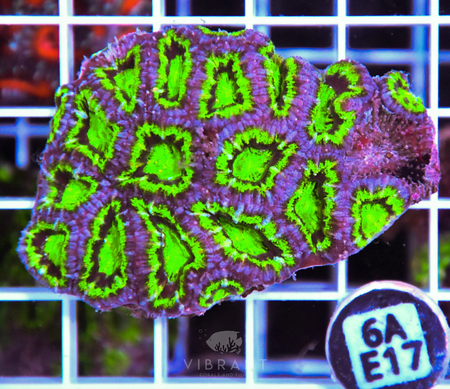Acan Lord AUS
