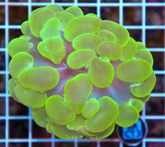 Bubble Coral INDO W