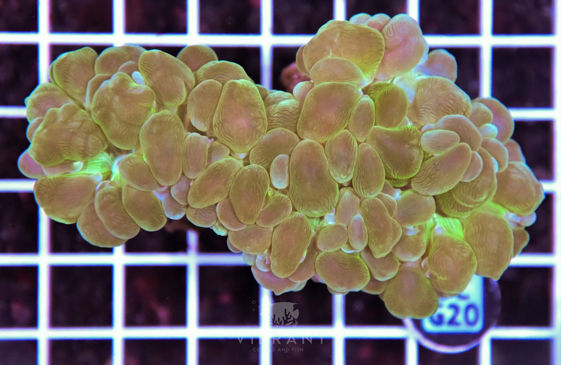 Bubble Coral AUS