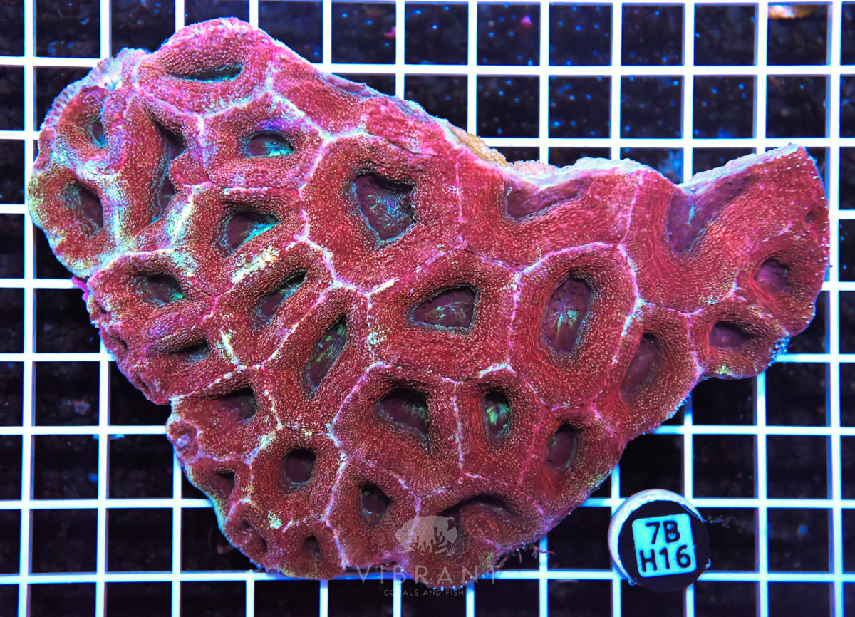 Acan Bower AUS