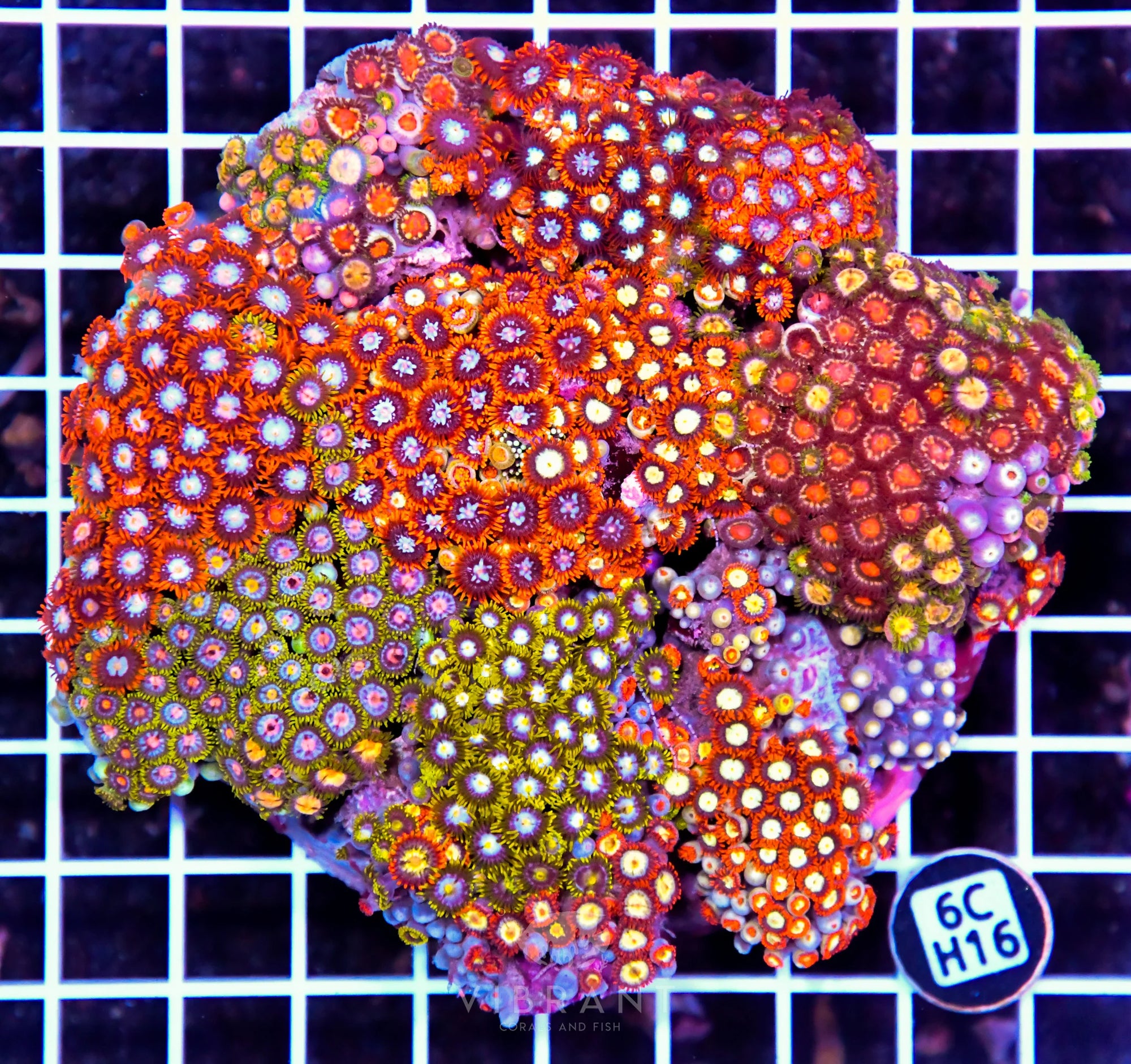 Zoa INDO W