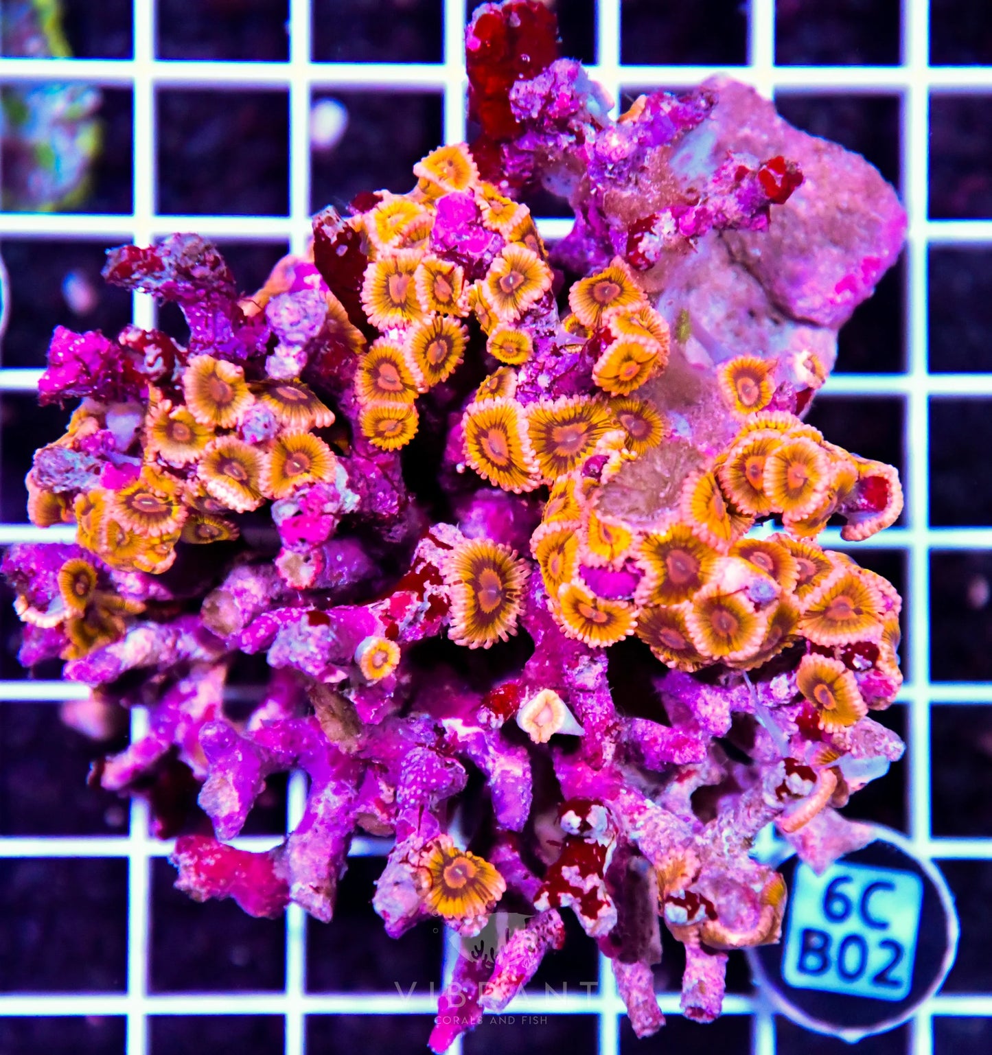 Zoa INDO W