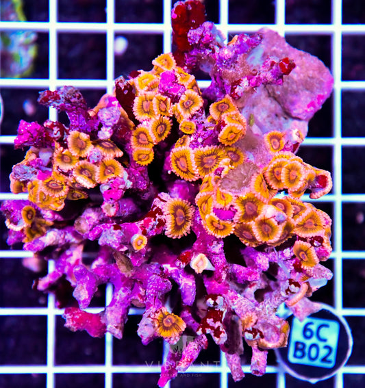 Zoa INDO W