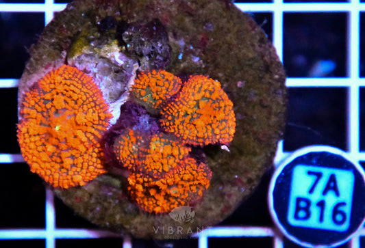 Mushroom INDO