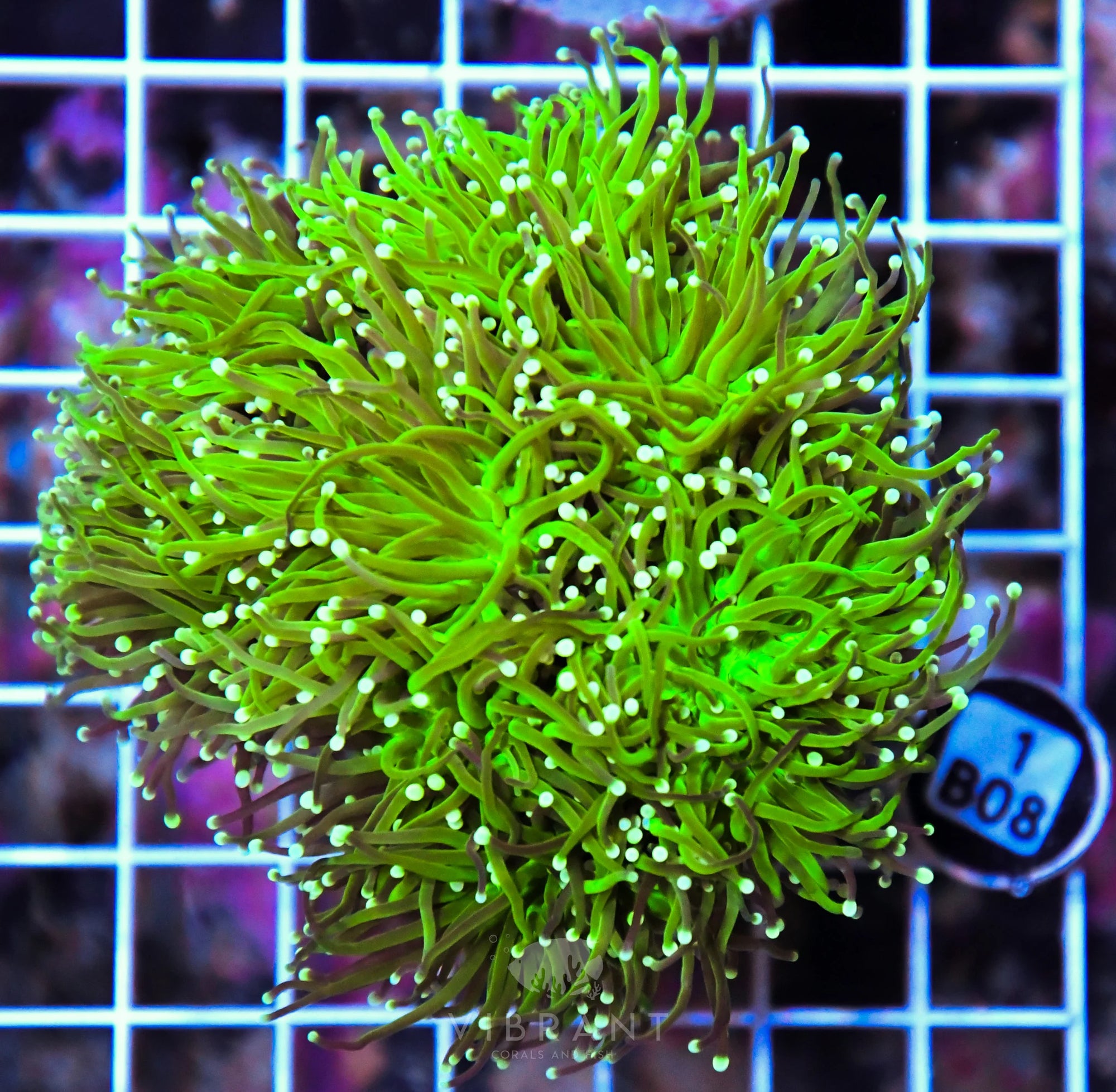 Torch INDO