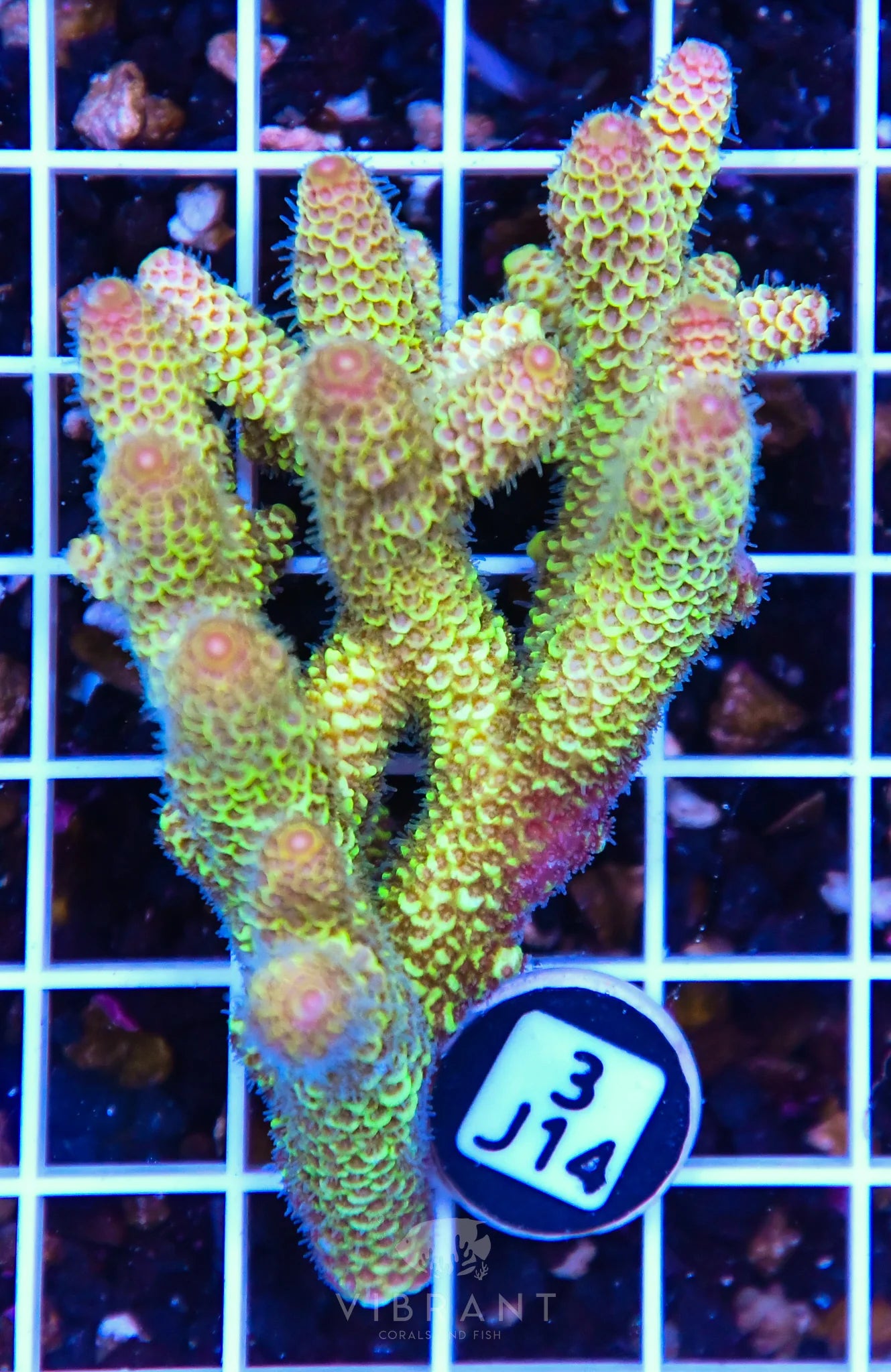 Acro AUS