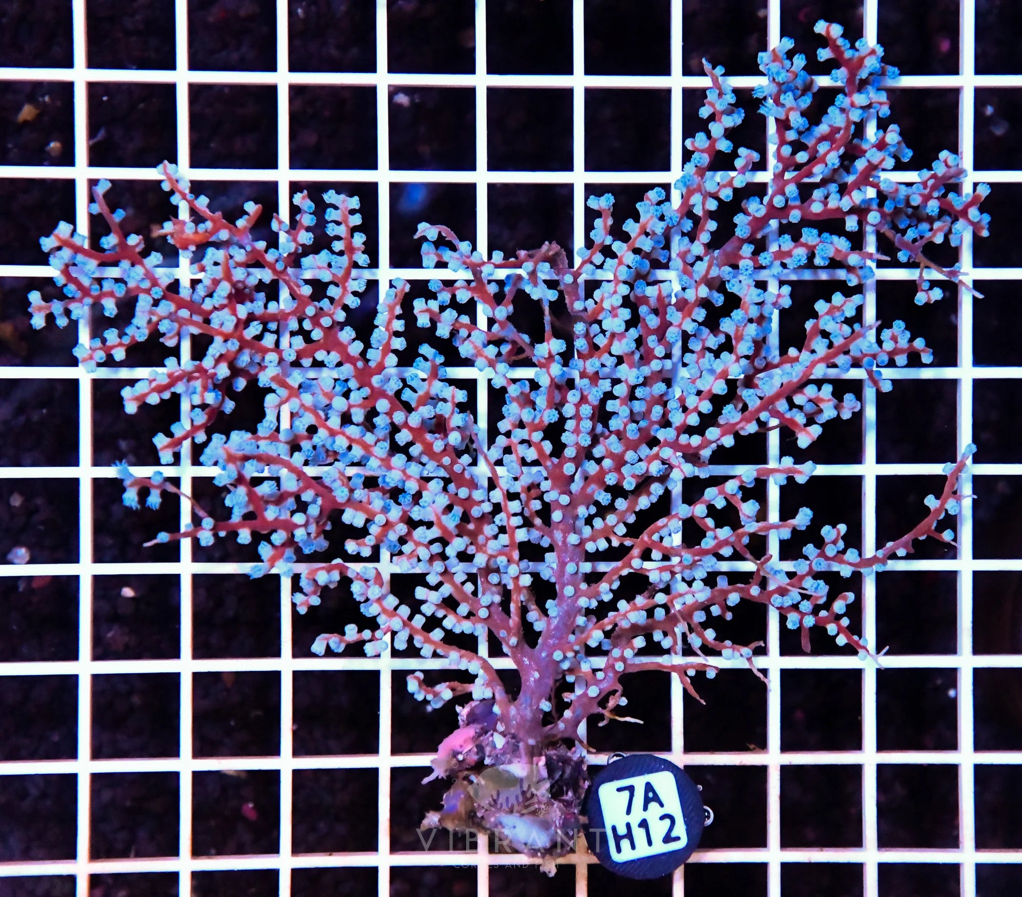 Gorgonian INDO W