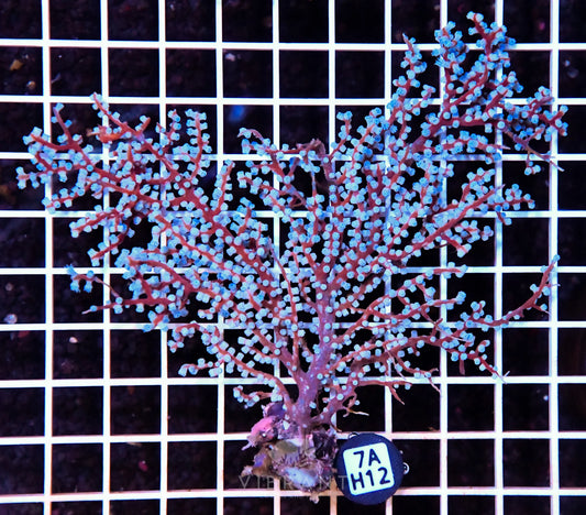 Gorgonian INDO W