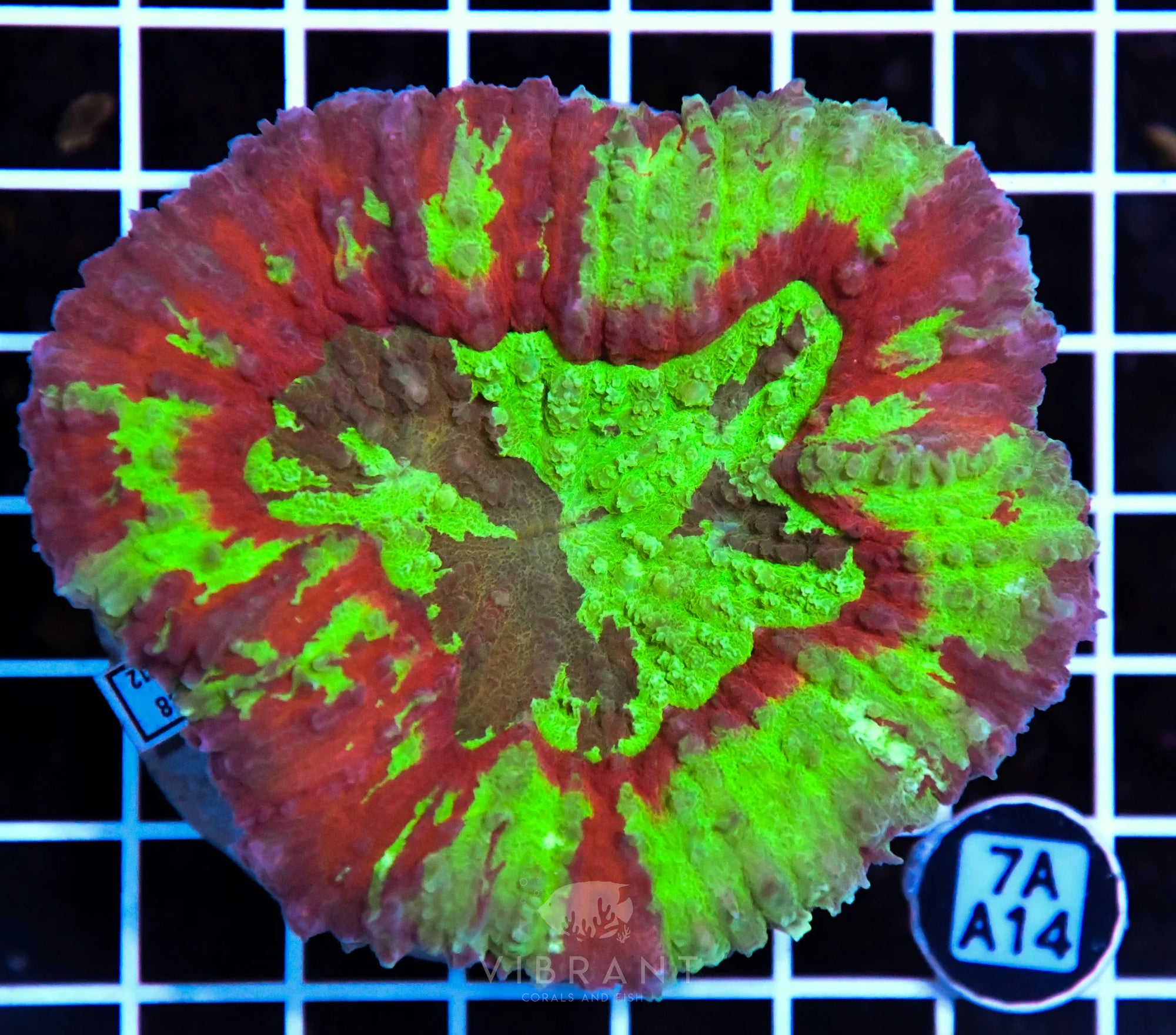 Symphyllia INDO