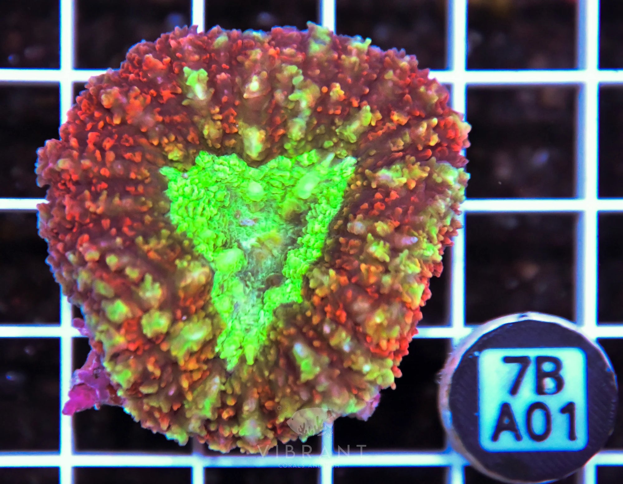 Symphyillia AUS