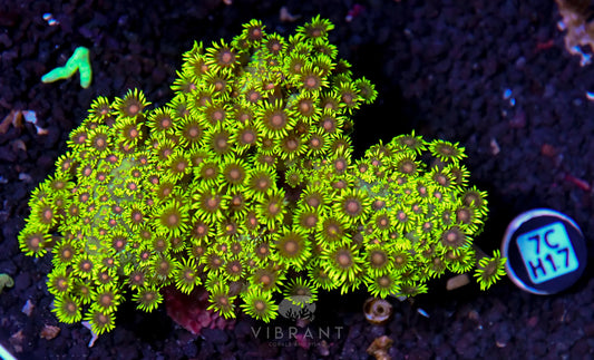 Goniopora INDO W