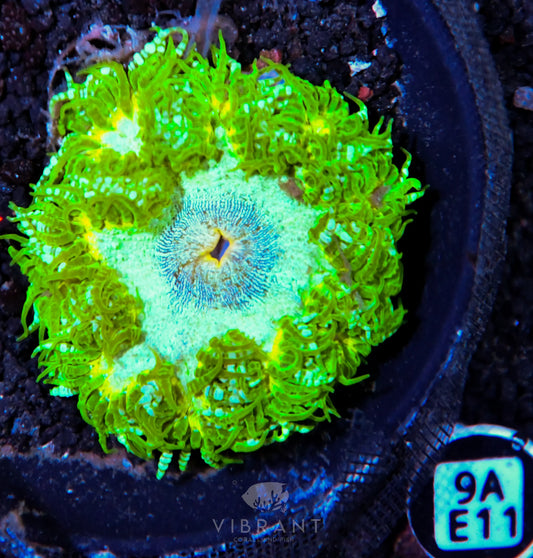 Rock Flower Anemone