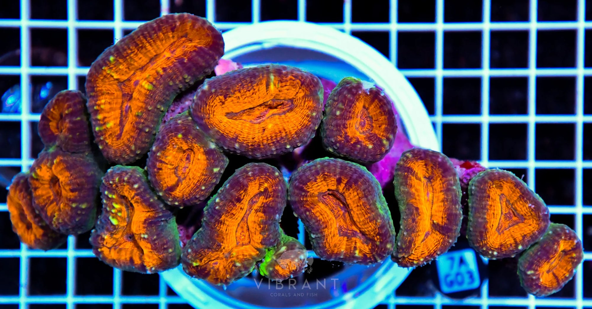 Lobophyllia INDO W