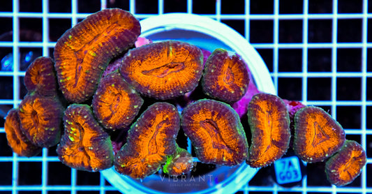 Lobophyllia INDO W