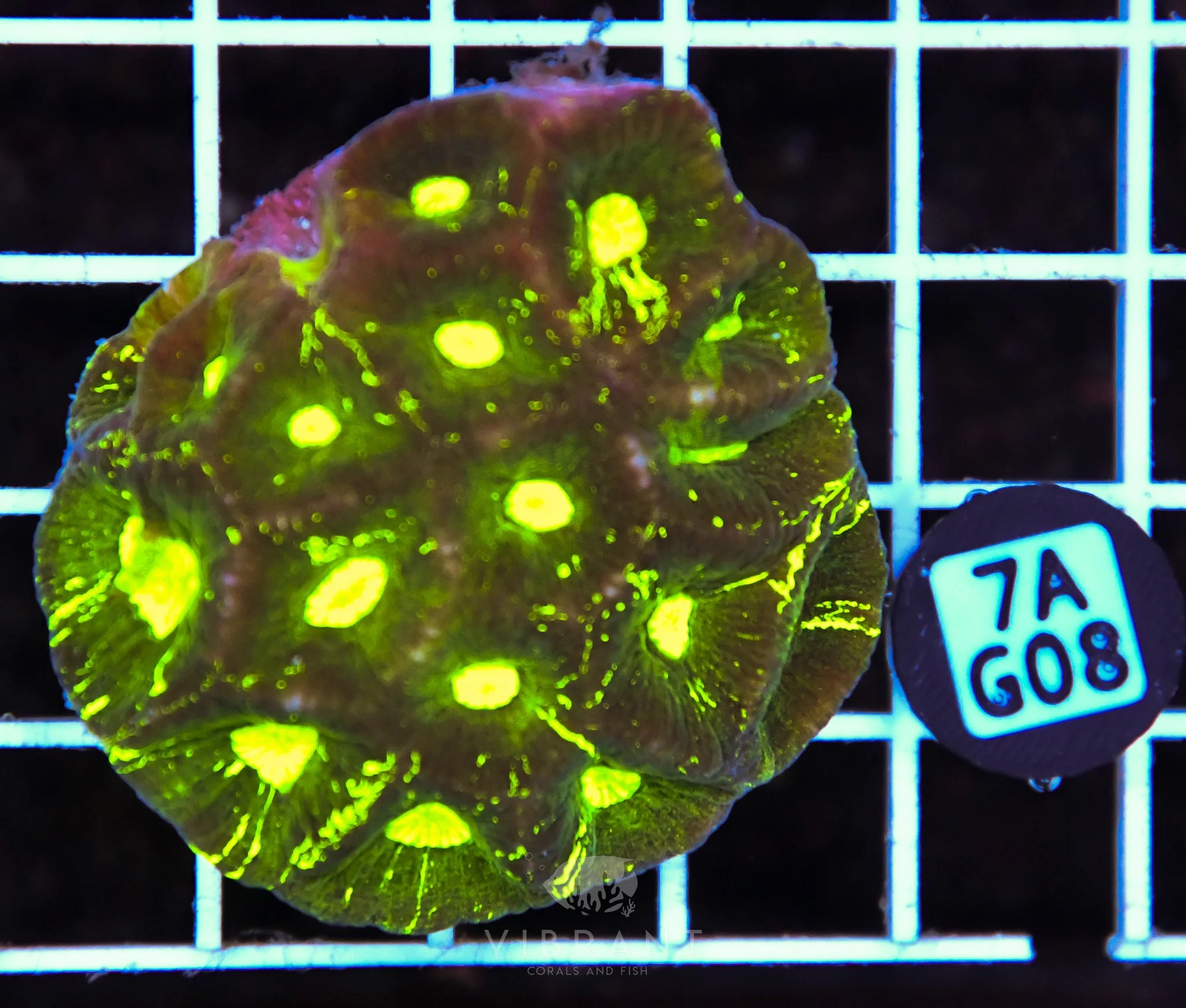 Goniastrea AUS