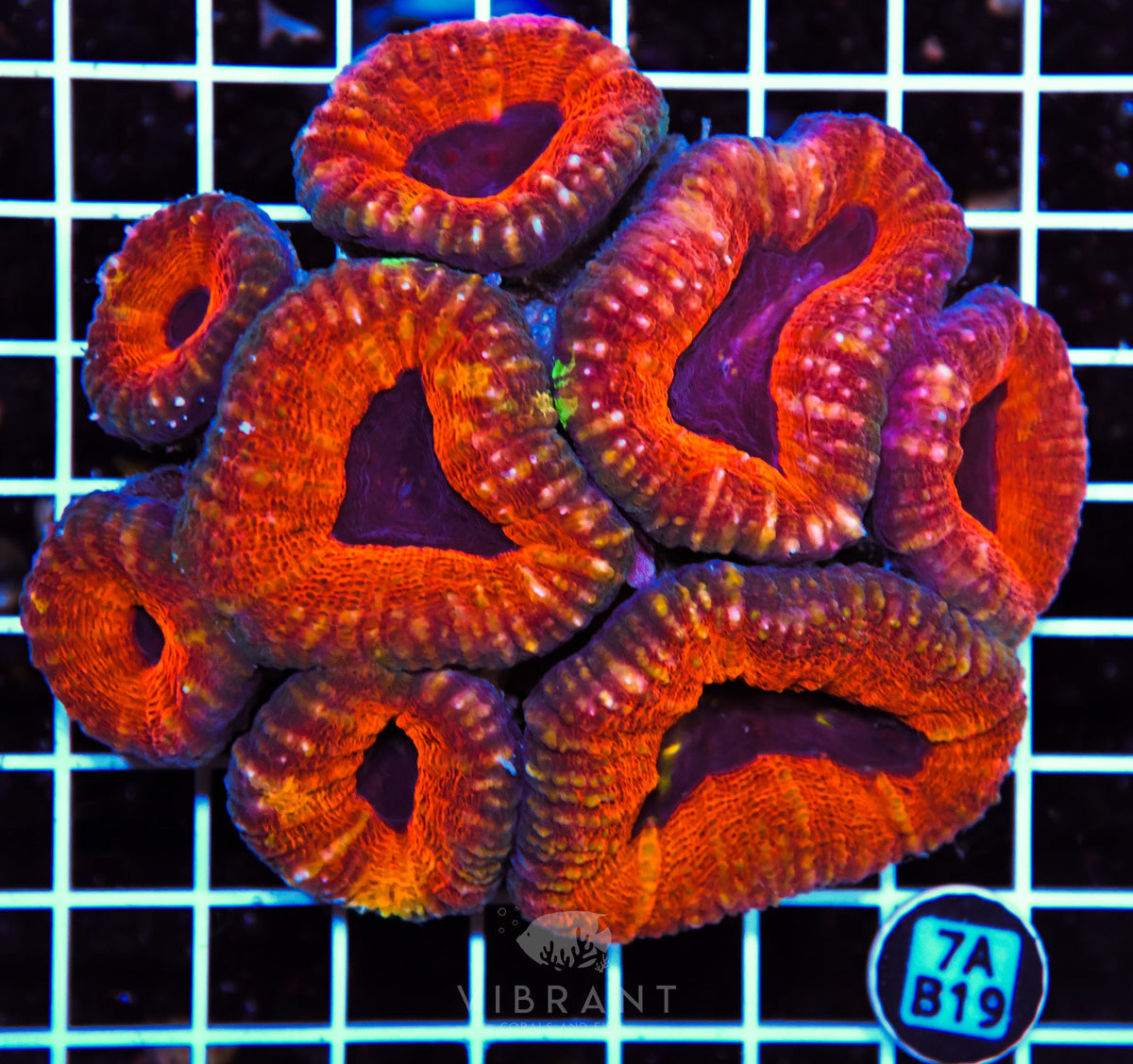 Lobophyllia AUS
