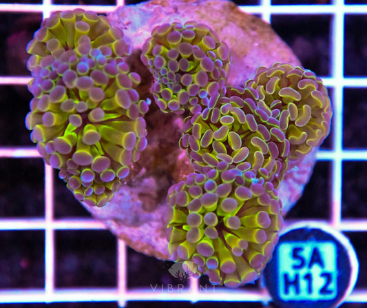 Hammer Branching INDO