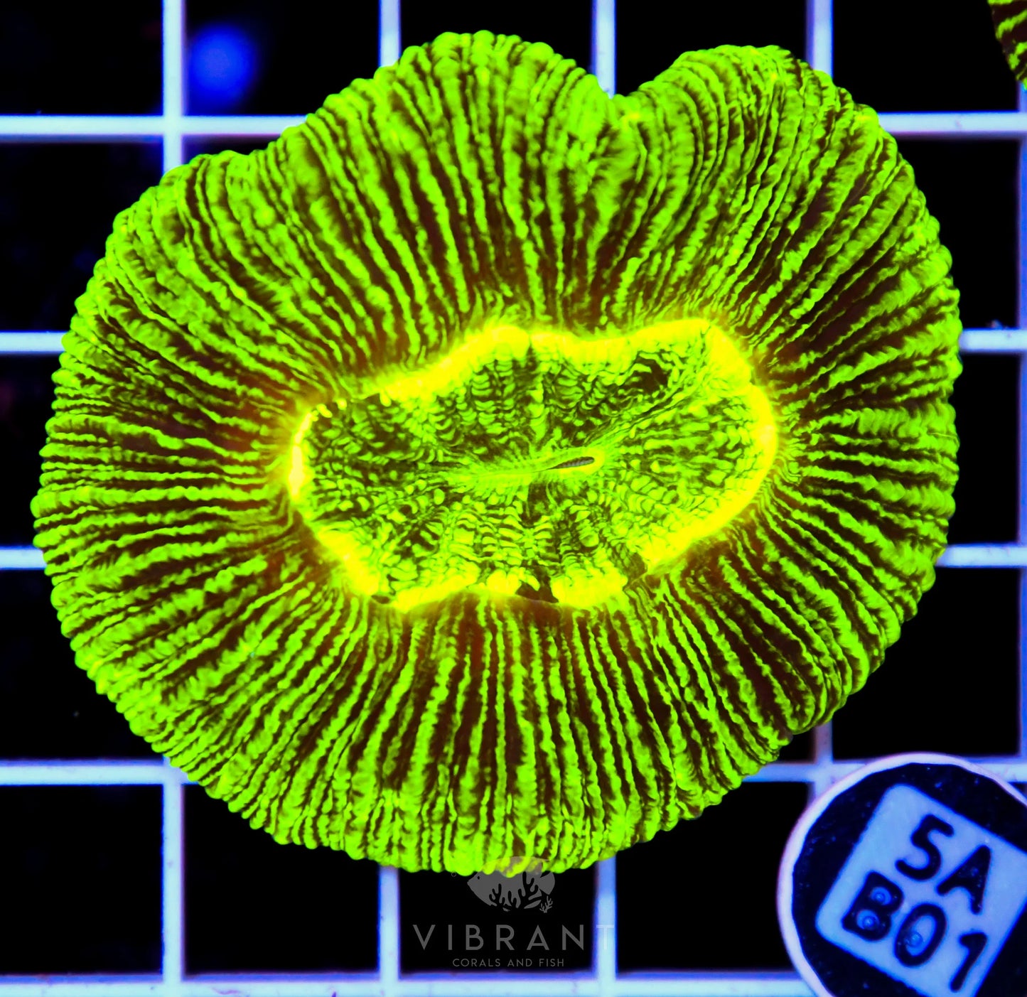 Trachy Neon AUS