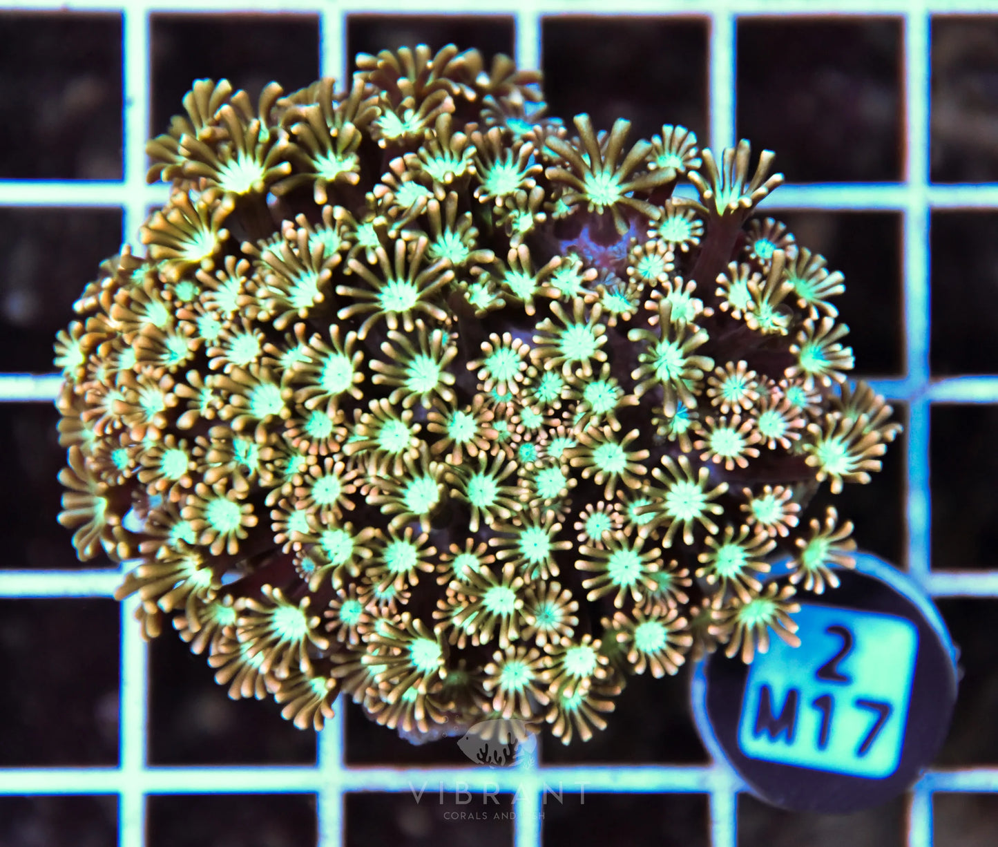 Alveopora AUS