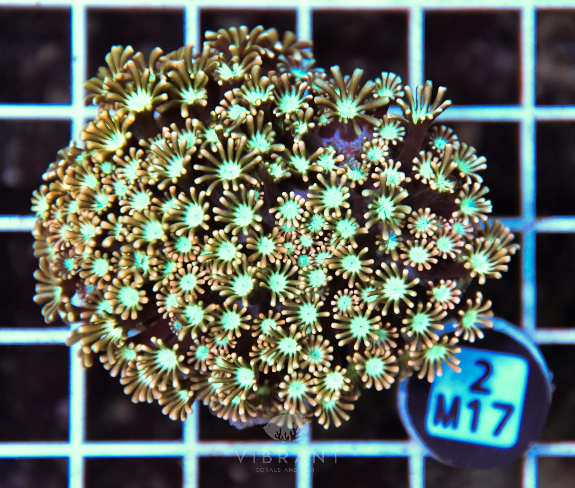 Alveopora AUS