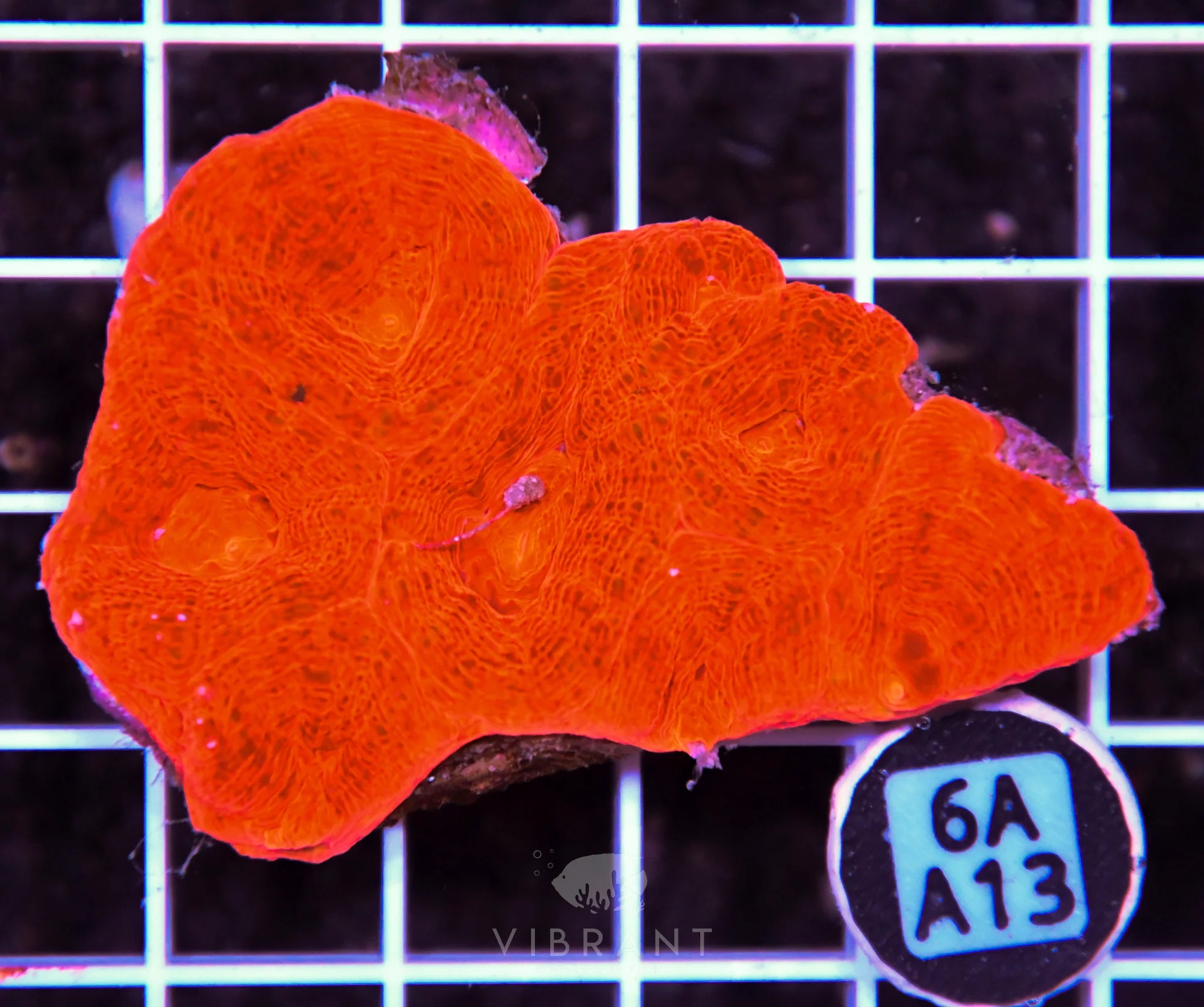 Acan Bower AUS