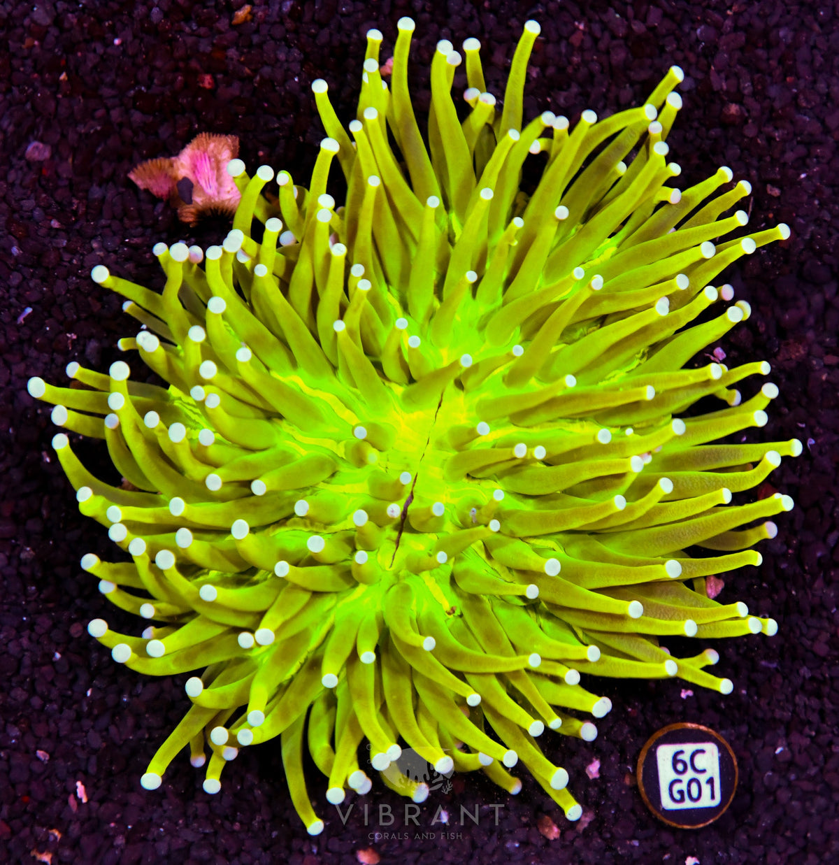 Heliofungia AUS
