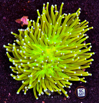 Heliofungia AUS