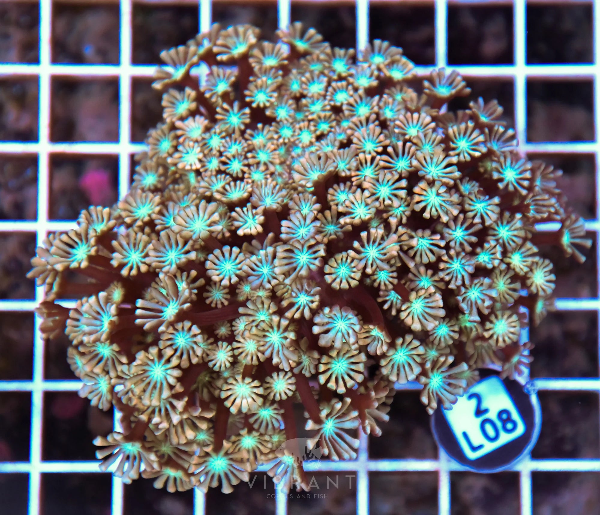 Alveopora AUS