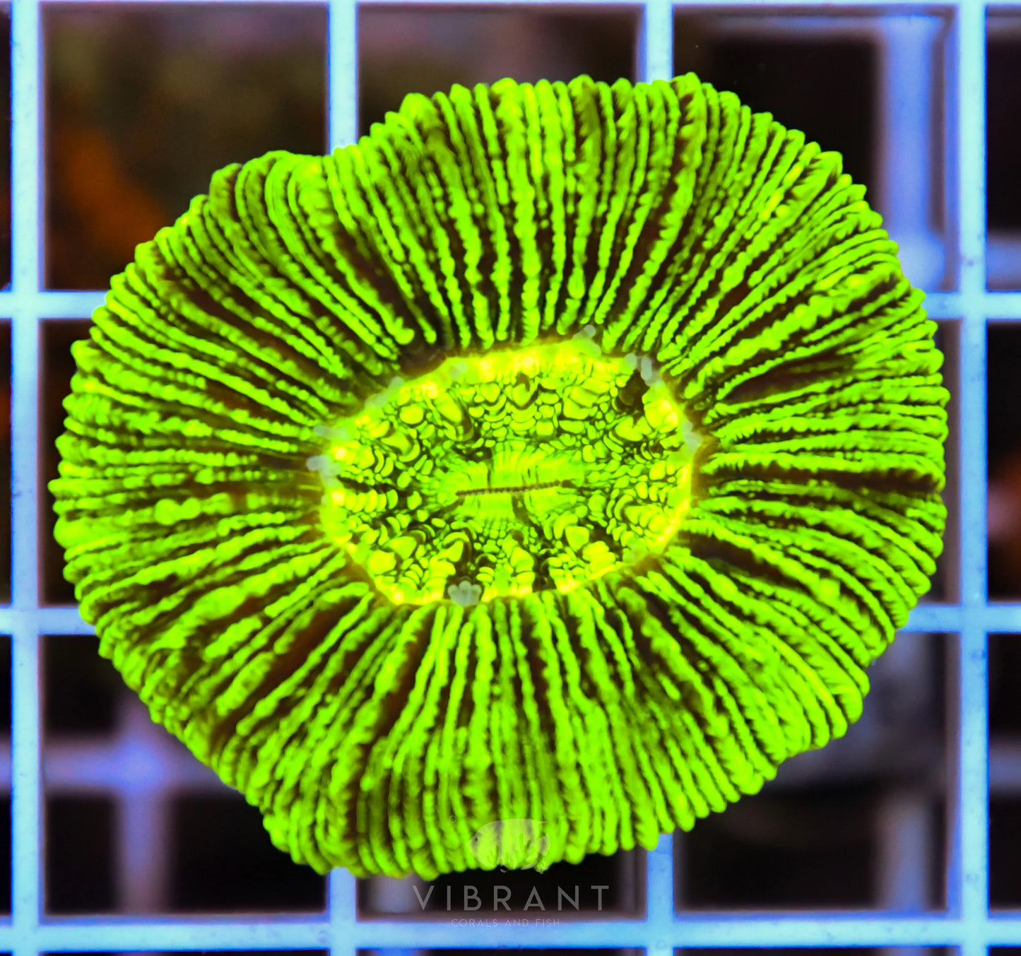 Trachy NEON SMALL AUS SAMPLE