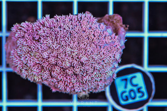 Frag Goniopora WAUS