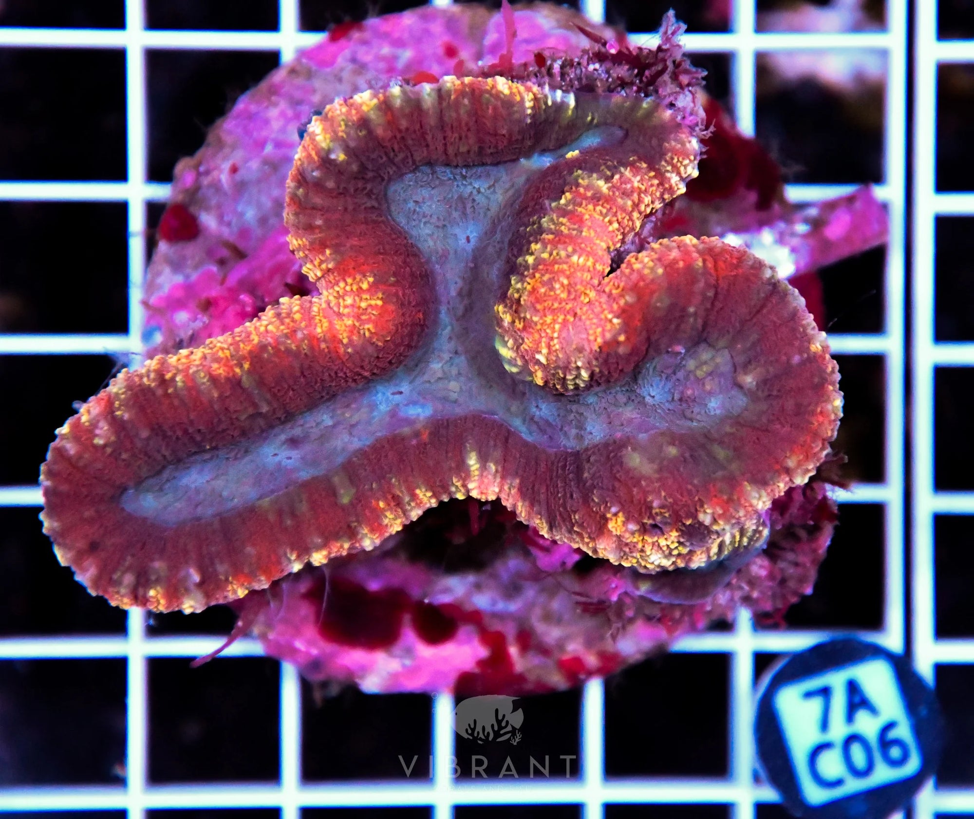 Symphyllia INDO