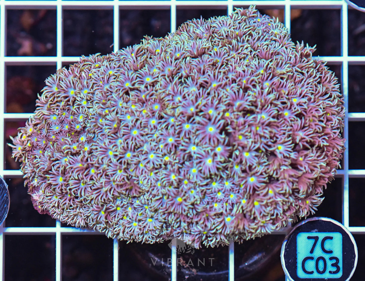 Goniopora WAUS
