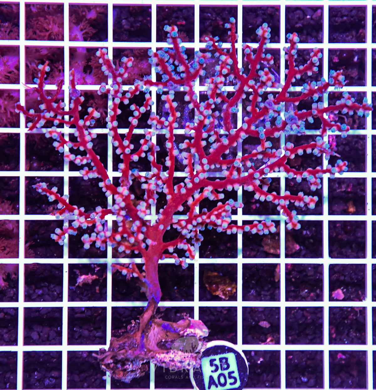 Gorgonian INDO