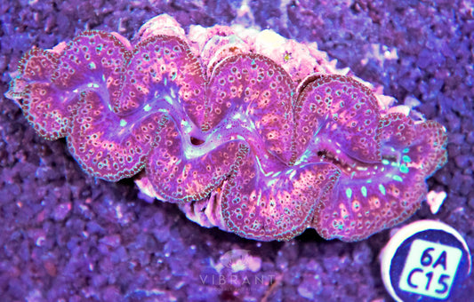 Clam NINGALOO