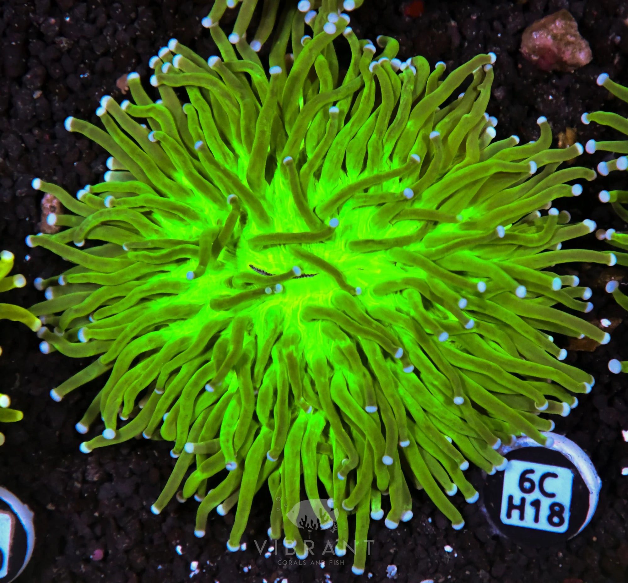 Heliofungia AUS