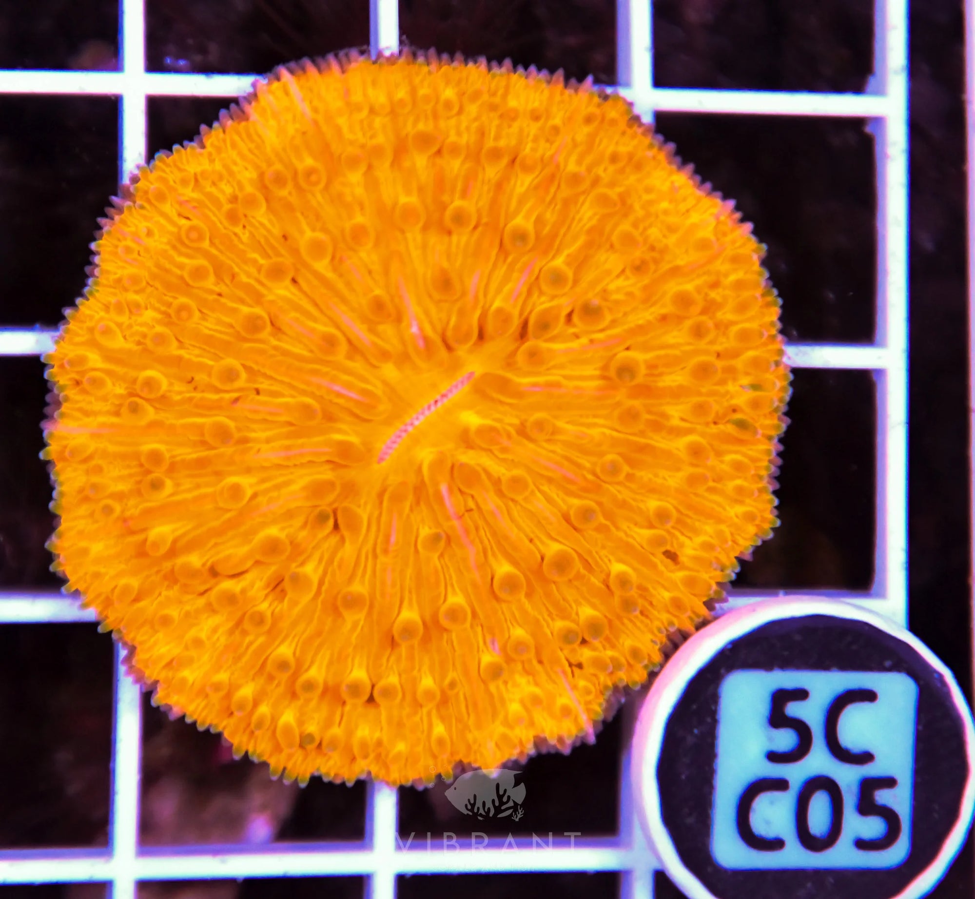 Fungia ORANGE AUS