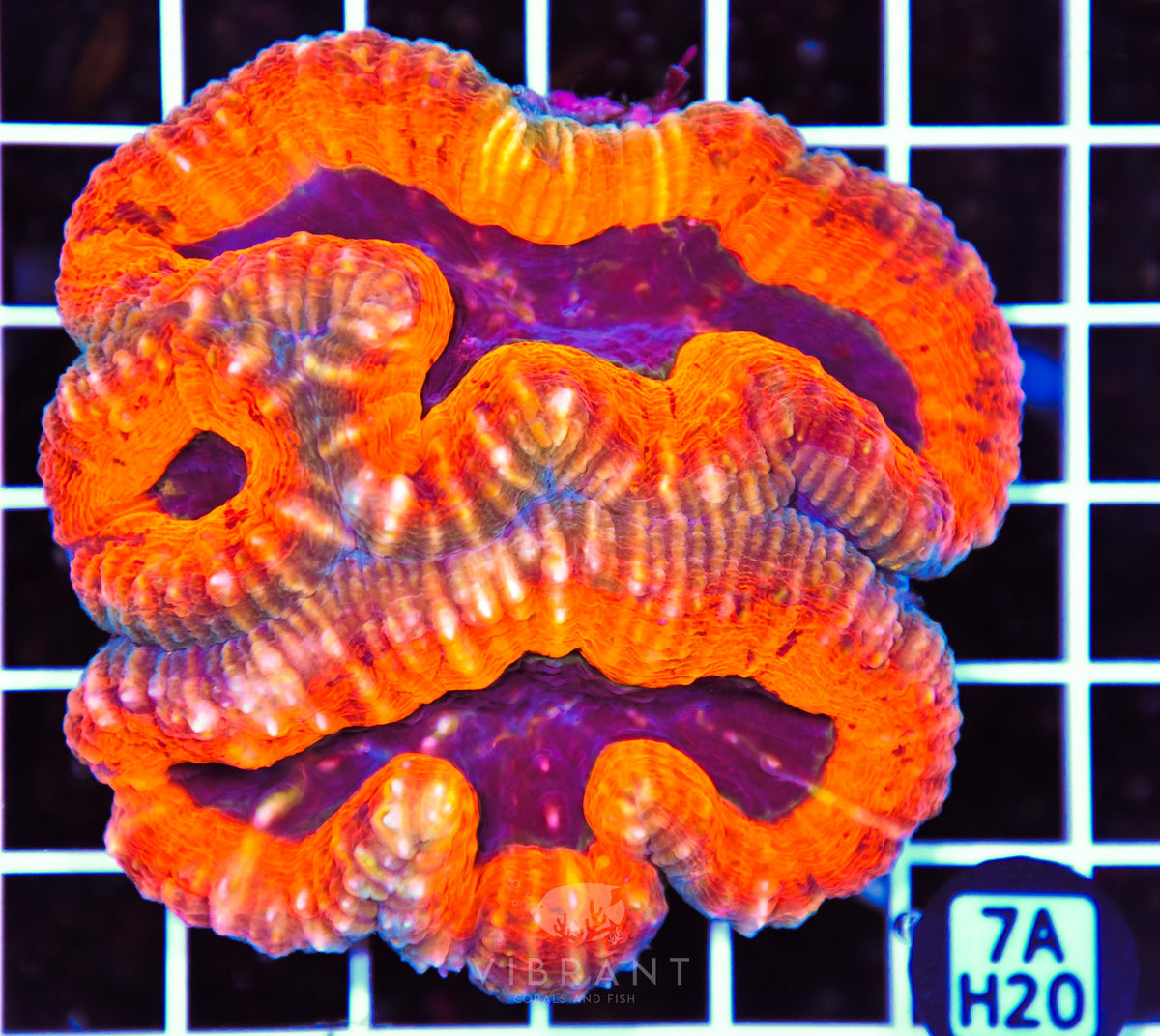 Lobophyllia AUS