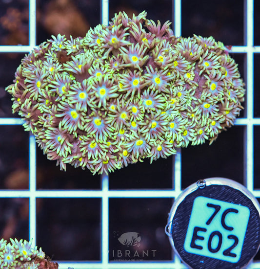Frag Goniopora WAUS
