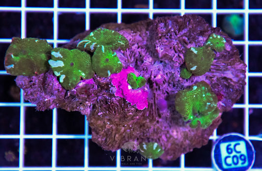 Mushroom INDO W