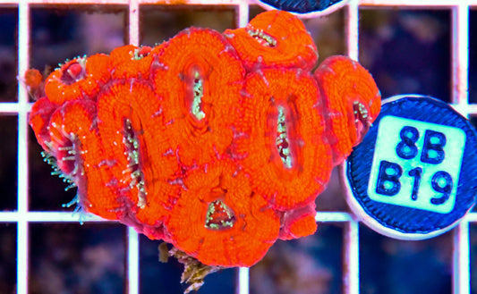 Micromussa WAUS