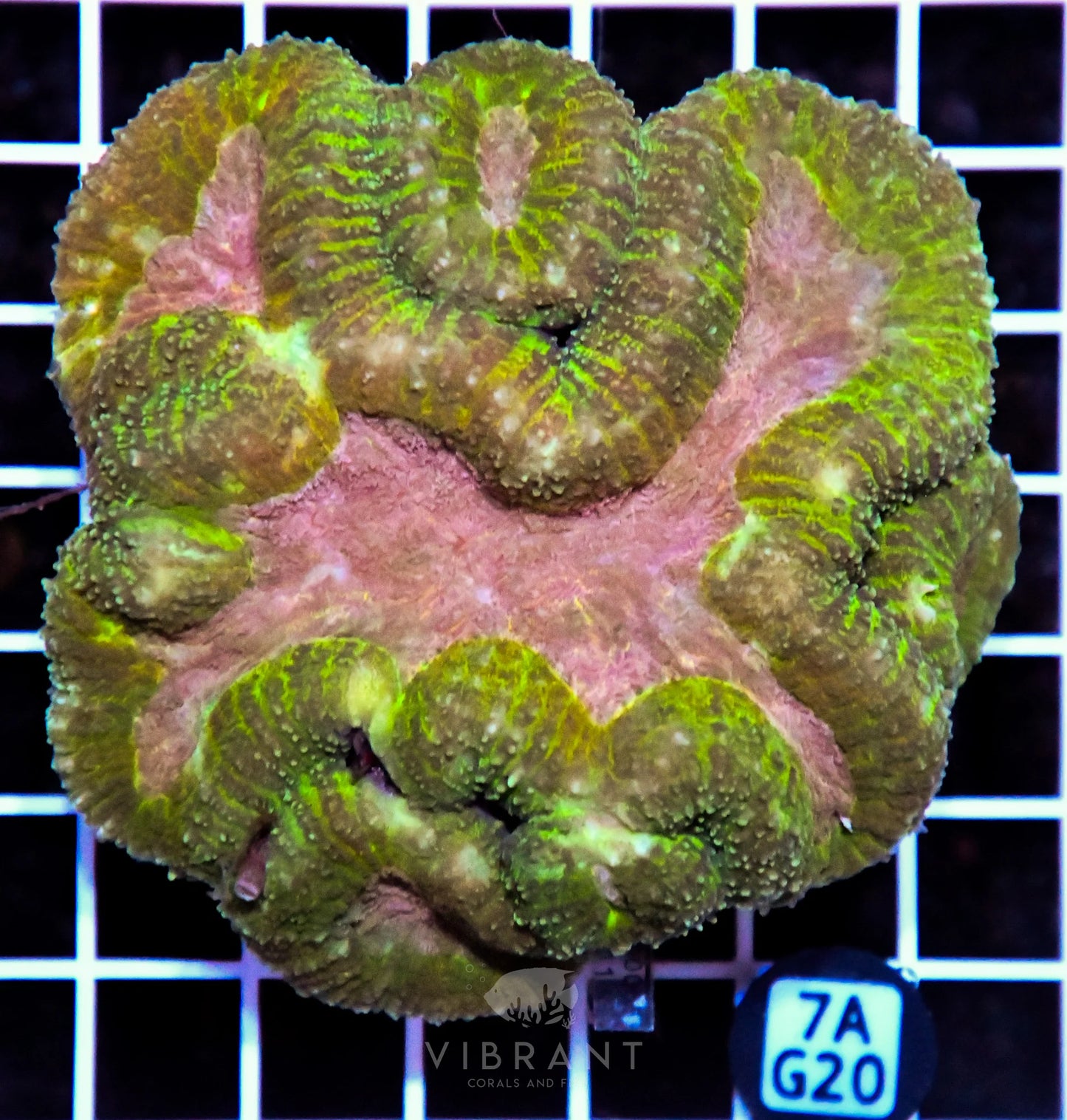 Symphyllia INDO