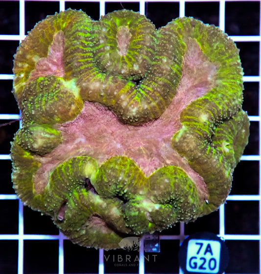 Symphyllia INDO