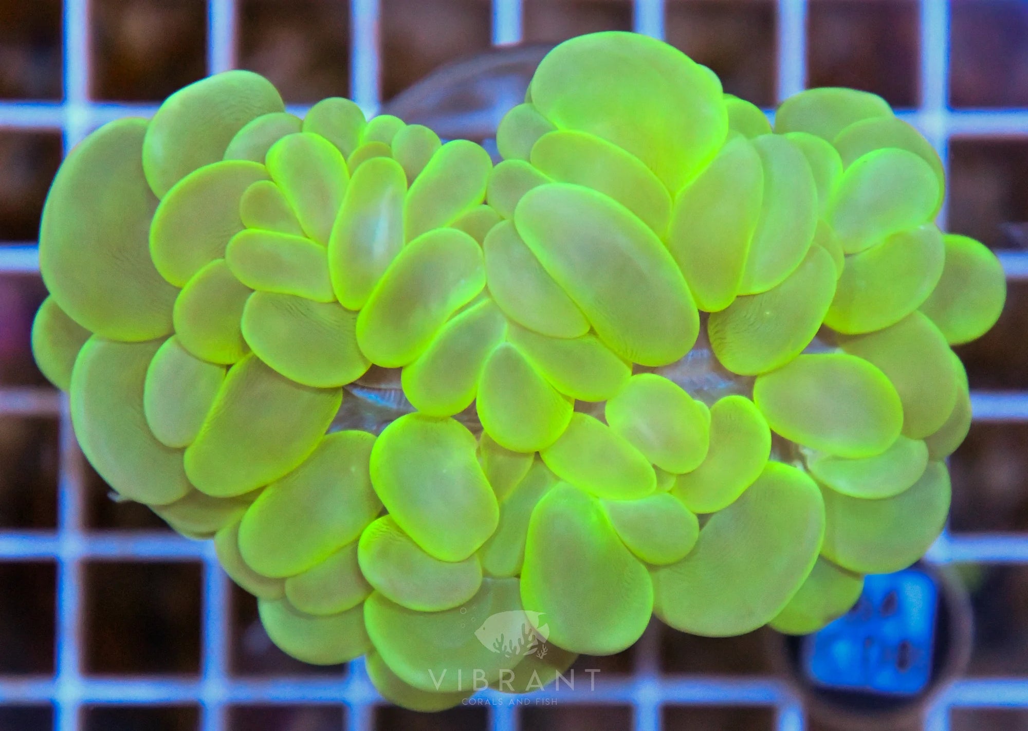 Bubble Coral INDO